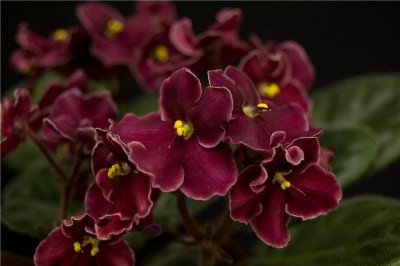 bob serbin blommor.jpg