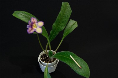 Seren planta.jpg