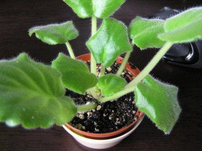Emerald Lace.jpg