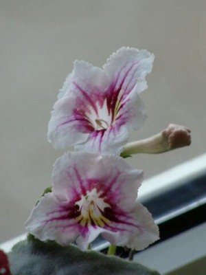 DSC04440.jpg