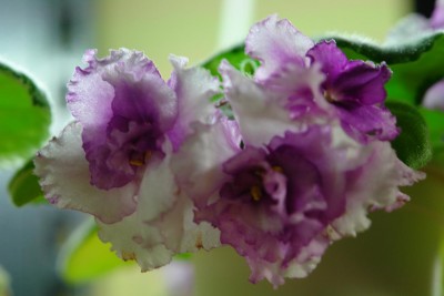 DSC07453.JPG