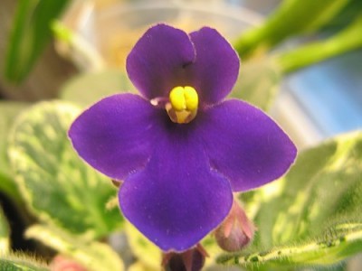 #3 Violet.jpg