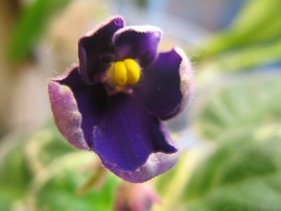 #6 Violet.jpg