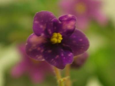 SG107113e.JPG