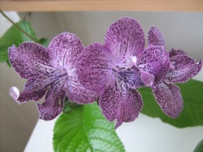 Hototogisu 28.4.2009.jpg