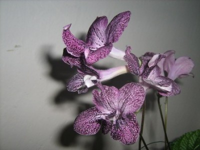10.5.2009 Hototogisu.jpg
