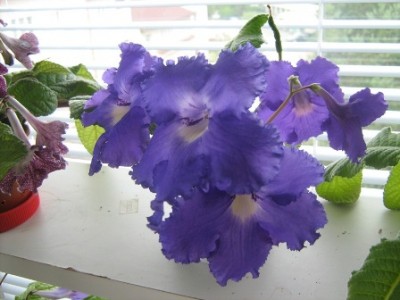 Azure Giant 2009.jpg