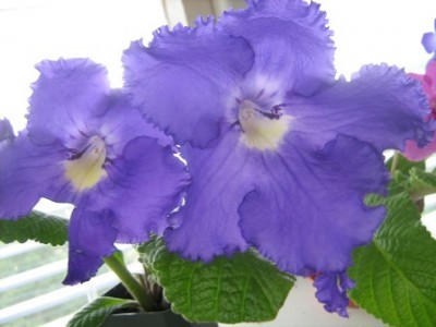 Azure Giant 2009 (1).jpg