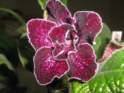 Bristol´s  Black Cherry.jpg