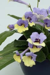 Harlequin Blue.jpg