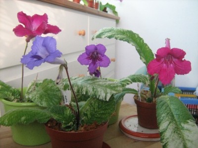 Variegated.jpg