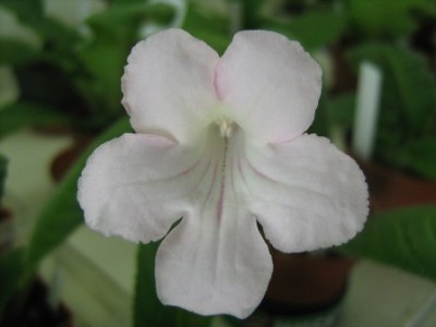 Savanna´s  Pink Satin.jpg