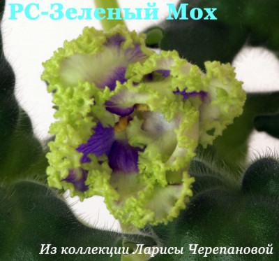 --Зеленый Мох.jpg