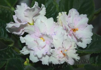 Beach Comber pink.jpg