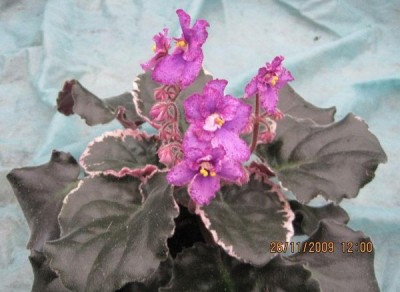 buckeye_1_114.jpg