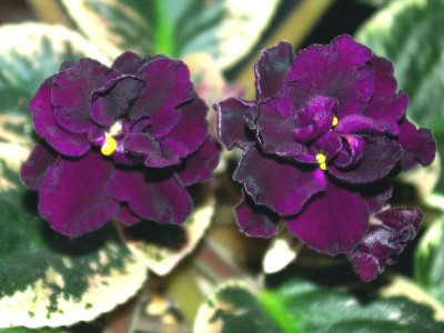 SG103378.JPG