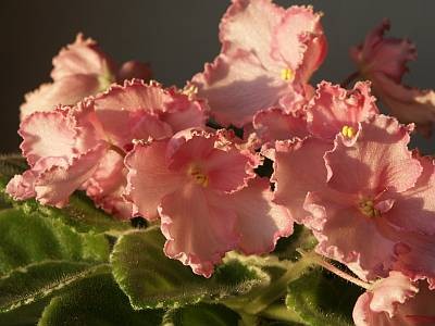 Rebel's Pepermint.Blooms.jpg