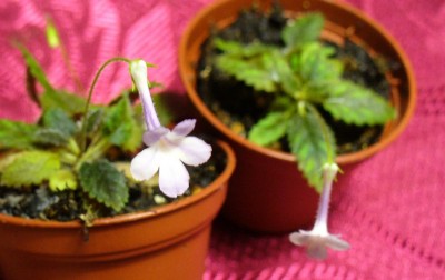 microsinningia_sp_rio_das_pedras.jpg