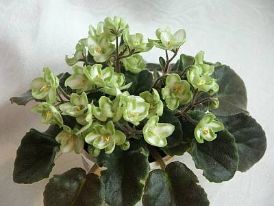 Emerald Love.Blooming.jpg