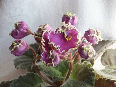 Emerald Lace.Blooms.jpg