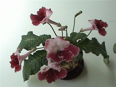 d19e95d6873f.jpg