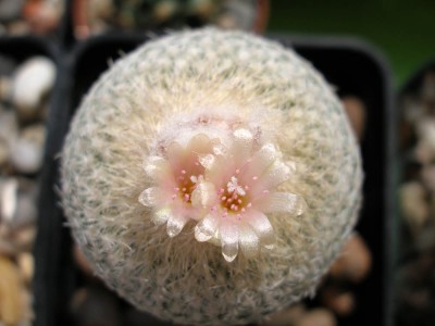 epithelantha1.jpg