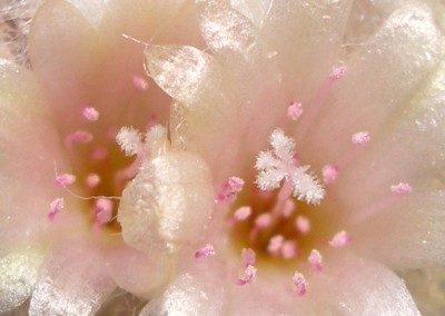 epithelantha2.jpg