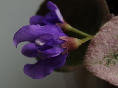 Senk's Cascade_2.JPG