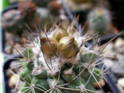 copiapoa (2).jpg