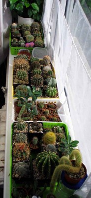 cactus).jpg
