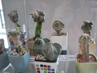 vistavka 025.jpg