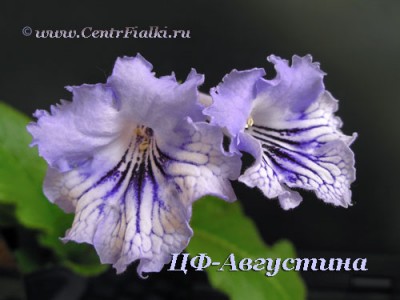 file581.jpg