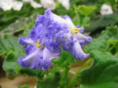 IMG_6349.jpg