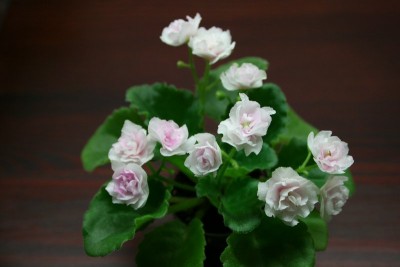 IMG_6366_800x533.jpg