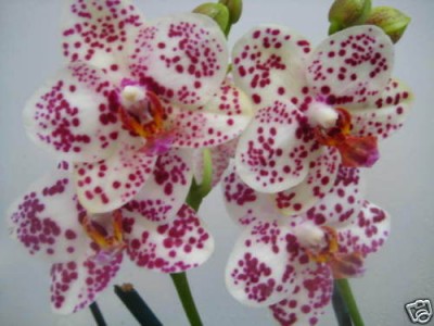 ORCHID PHAL REDLAND SPOT S WAY   FANCY LG NICE.jpg