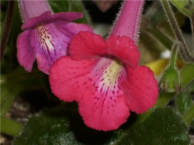 Mini Sinningia Red Lightning.JPG-1.jpg