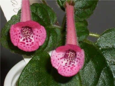 Ozark Rosey Freckles (Harris).JPG-1.jpg