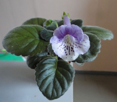 1Sinningia `Ozark Purple Zebra.jpg