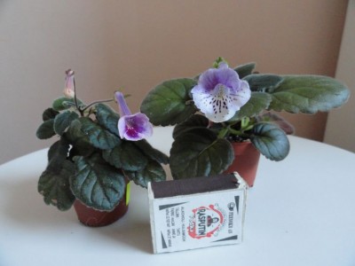 Sinningia `Ozark Purple Zebra sravn.jpg