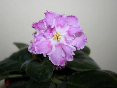 e60784a12d31.jpg
