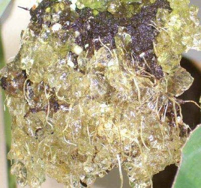 481_Roots_Penetrating_Water_Gel.jpg