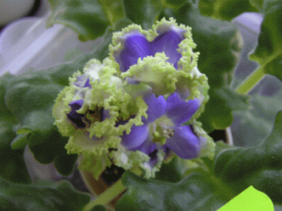 PB080034.gif