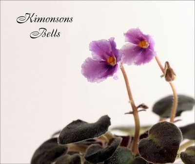 Kimonsons_Bells.jpg