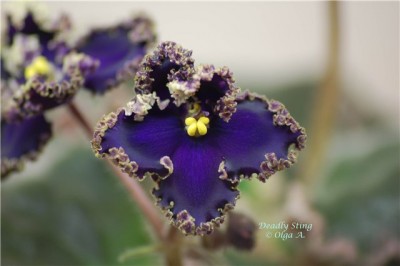 Deadly Sting 3.jpg