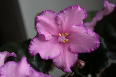 IMG_8754_800x533.jpg