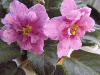 Coral Fantasy.gif