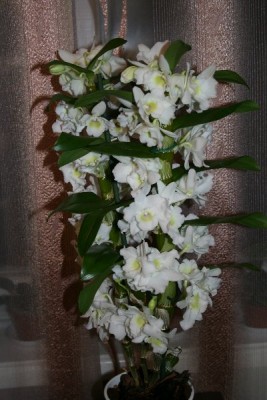 IMG_5339_400x600.jpg