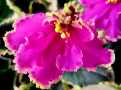 IMG_2204.jpg