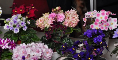 dsc_1582_109.jpg