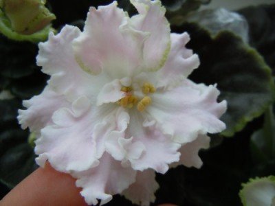 DSCN0092.jpg